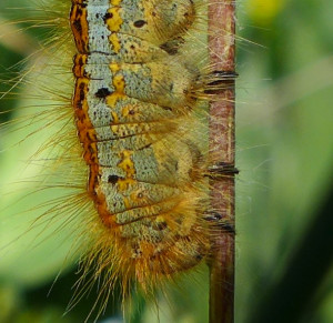 0 chenille à déterminer (2)pattes_crampons_griffes.jpg