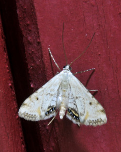 758 - Cataclysta lemnata -L'Hydrocampe de la lentille d'eau_redimensionner.jpg