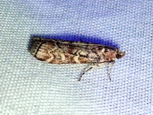 L 2789 Dioryctria abietella 11 07 2019 Affoux JESC 024.JPG