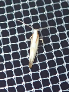 L 0676 Argyresthia pygmaeella 10 08 2019 St Vérand Côtet JESC 054.JPG