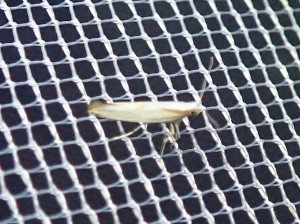 L 0676 Argyresthia pygmaeella 10 08 2019 St Vérand Côtet JESC 053.JPG