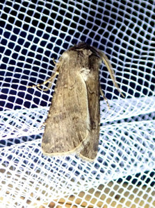 1564 Agrotis segetum 29 08 2019 Cublize JESC 145.JPG