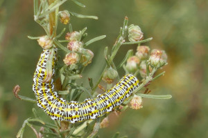 Ch sur Artemisia arborescens03bR.JPG