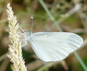 6_Pieris rapae+.jpg