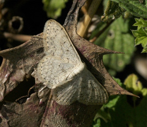 Idaea sylvestraria 11 09 2019 St Victor 07 - Copie.JPG