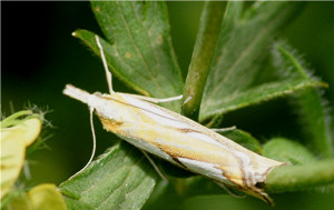 Catoptria mytilella 06 2019 Brunissard 05.JPG