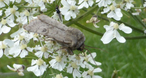 propose Athetis gluteosa  1 22 06 2019 Brunissard Alpes - Copie.jpg