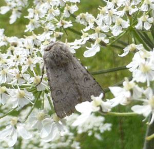 propose Athetis gluteosa 22 06 2019  Brunissard Alpes - Copie.jpg