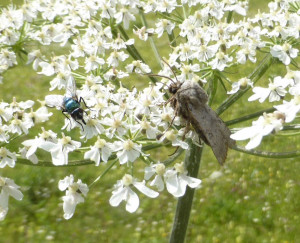 propose Athetis gluteosa  22 06 2019 Brunissard Alpes - Copie.jpg