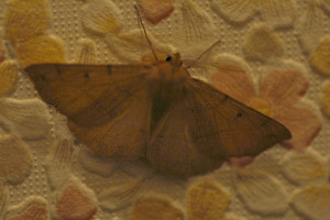 Papillon_24-11_02eR.JPG