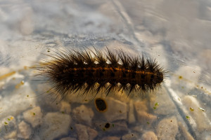 Spilosoma lubricipeda-1775.jpg