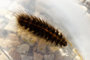 Spilosoma lubricipeda-1789.jpg