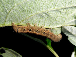 Ch-7 possible 1188 Mormo maura sur Viburnum quercifolia 07 04 2020 Lissieu Bois Dieu JESC 024.JPG