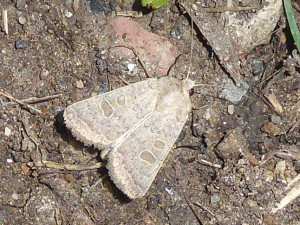 1457 Orthosia gracilis 16 05 2020 laVarenne V sur J JESC 166.JPG