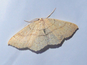 Cyclophora 28 05 2020 Brullioles JESC 295.JPG