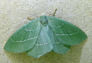 Hemistola chrysoprasaria- L'Hémithée printanière_redimensionner.jpg