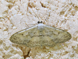 215 idaea_redimensionner.jpg