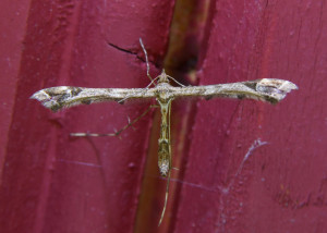 Amblyptilia acanthadactyla_redimensionner.jpg