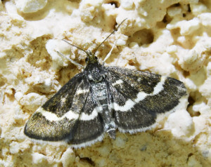 Pyrausta nigrata - Ennychie cordelière_redimensionner.jpg