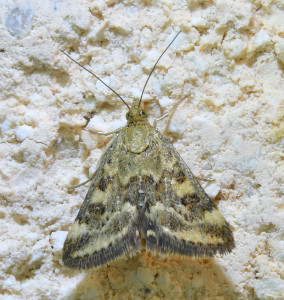 pyrausta despicata_redimensionner.jpg