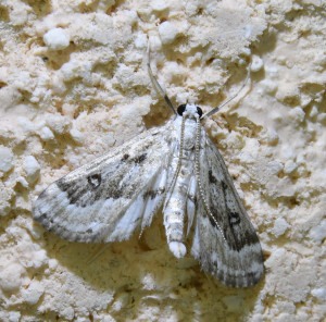 0 342 ptetre crambidae_redimensionner.jpg