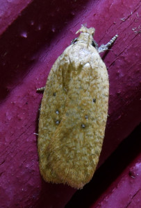 Agonopterix heracliana_redimensionner.jpg