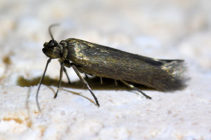 z100 scythris clavella  b_redimensionner.jpg