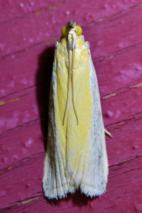 z989 Oncocera semirubella b (1)_redimensionner.jpg