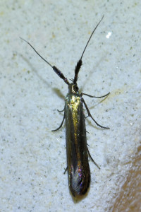 z999999999999b Coleophora deauratella ptetre_redimensionner.jpg