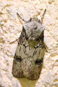 agrotis puta 5 (2b)_redimensionner.jpg