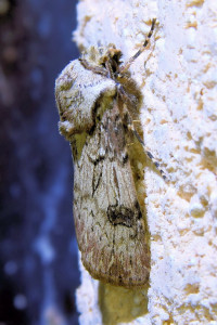 agrotis puta 5 (1b23b)_redimensionner_redimensionner.jpg