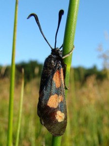 Zygaena trifolii.2.JPG