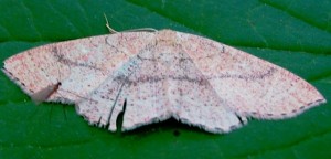 cyclophora punctaria2 Aarts Tineke 46 08052008 .jpg