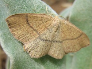 Cyclophora punctaria Aarts Tineke 46 0705 2008.jpg