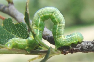 chenille de Phalène du marronnier (2).JPG