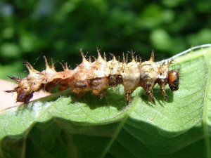 Chenille de nymphalidae dévorée.JPG