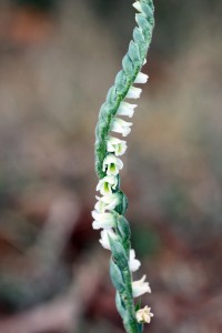 Spiranthes spiralis-1133.jpg