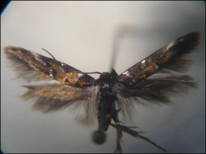 aa 007 Pancalia nodosella.jpg