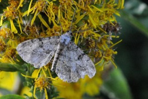 Liste 3550 A déterminer Peribatodes rhomboidaria Vogel Gérard Brouennes 55 11092010.jpg