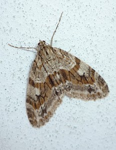 Geometridae - Trichopteryx polycommata.jpg