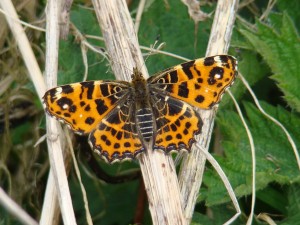 Araschnia levana.JPG