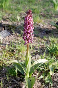 IMG_2965_DxO.jpg