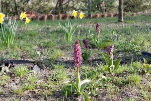 IMG_2963_DxO.jpg
