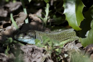 Lacerta viridis3013_DxO.jpg