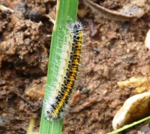 Lasciocampa trifolii Aarts Tineke 46 27032011.jpg