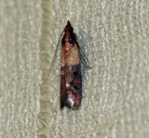 Plodia interpunctella.jpg