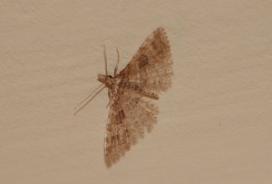 Alucita hexadactyla .jpg