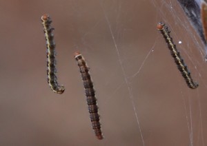 IMG_8231 b.jpg