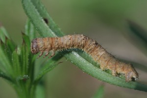IMG_8284.JPG