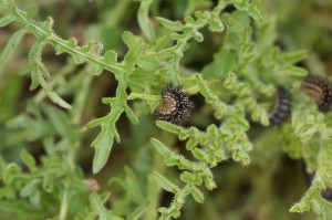 Melitaea parthenoides.... 2011.03.31 (1p).jpg